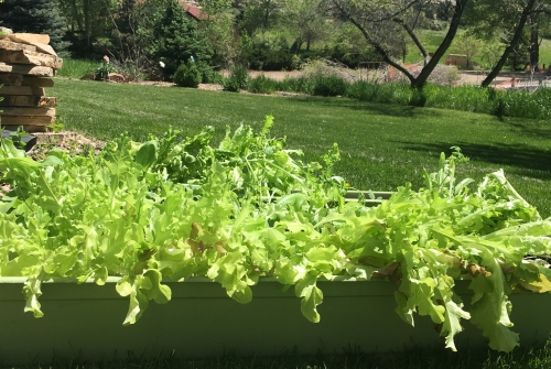 First harvest photo