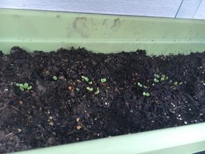 photo of emerging seedlings