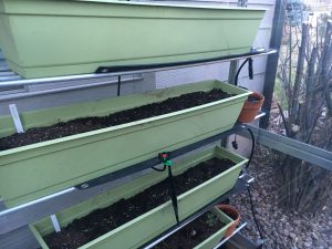 photo of Greenhouse - seedlings emerge!