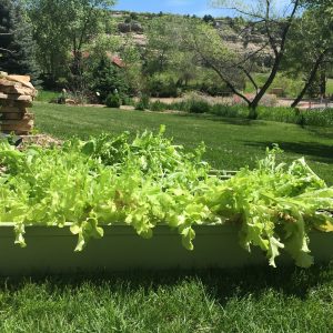photo of Our first Encompass Greenhouse Crop - May 2016!