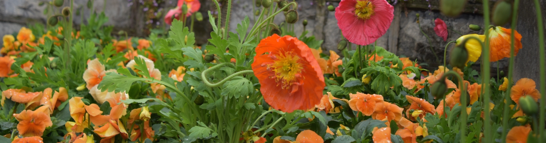 France Flowers