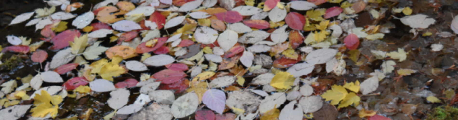 Fall Leaves - The Beauty of Change